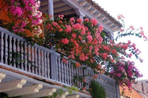Хранение цветов на балконе