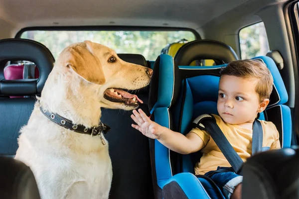 Adorable Toddler Boy Safety Seat Touching Labrador Dog Backseat — стоковое фото